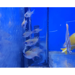 Apogon leptacanthus